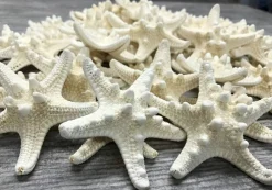 Knobby Starfish 48 Knobby Starfish White 1 1/4