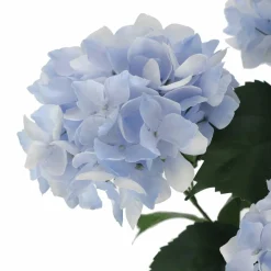 Light Blue Hydrangea Bush by Ashland®