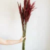 36" Merlot Plume Reed Bundle 7oz