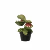 Mini Venus Flytrap by Ashland®