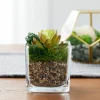Natural Baby Rocks by Ashland®
