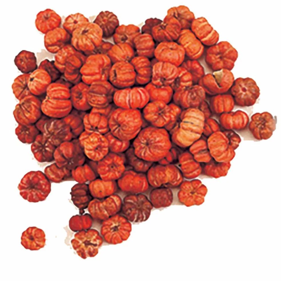 Natural Botanical Mini Pumpkin Putka Pods
