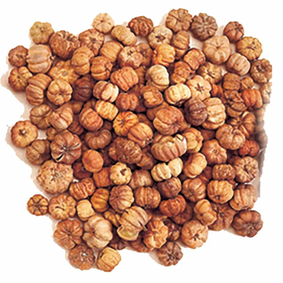 Natural Botanical Mini Pumpkin Putka Pods