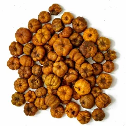 Natural Botanical Mini Pumpkin Putka Pods
