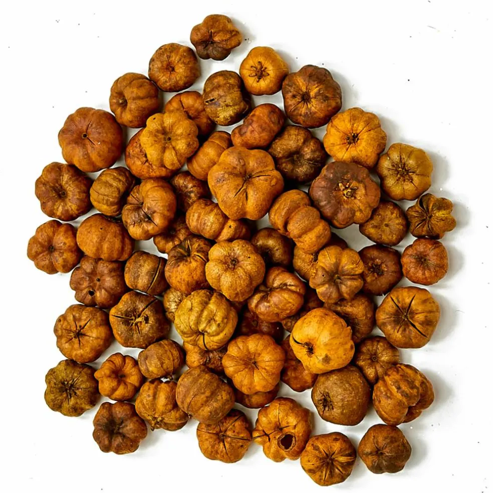 Natural Botanical Mini Pumpkin Putka Pods