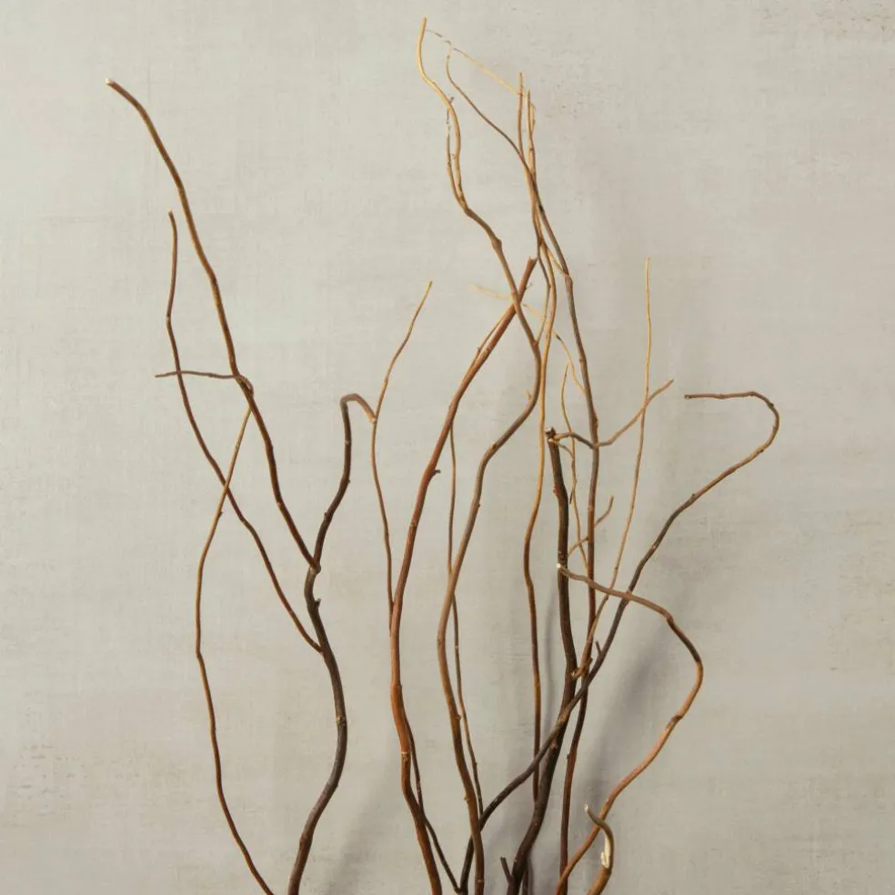Natural Curly Willow by Ashland®