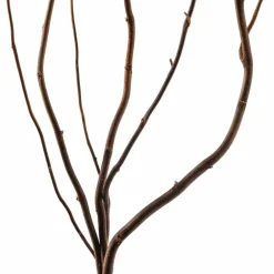 Natural Curly Willow by Ashland®
