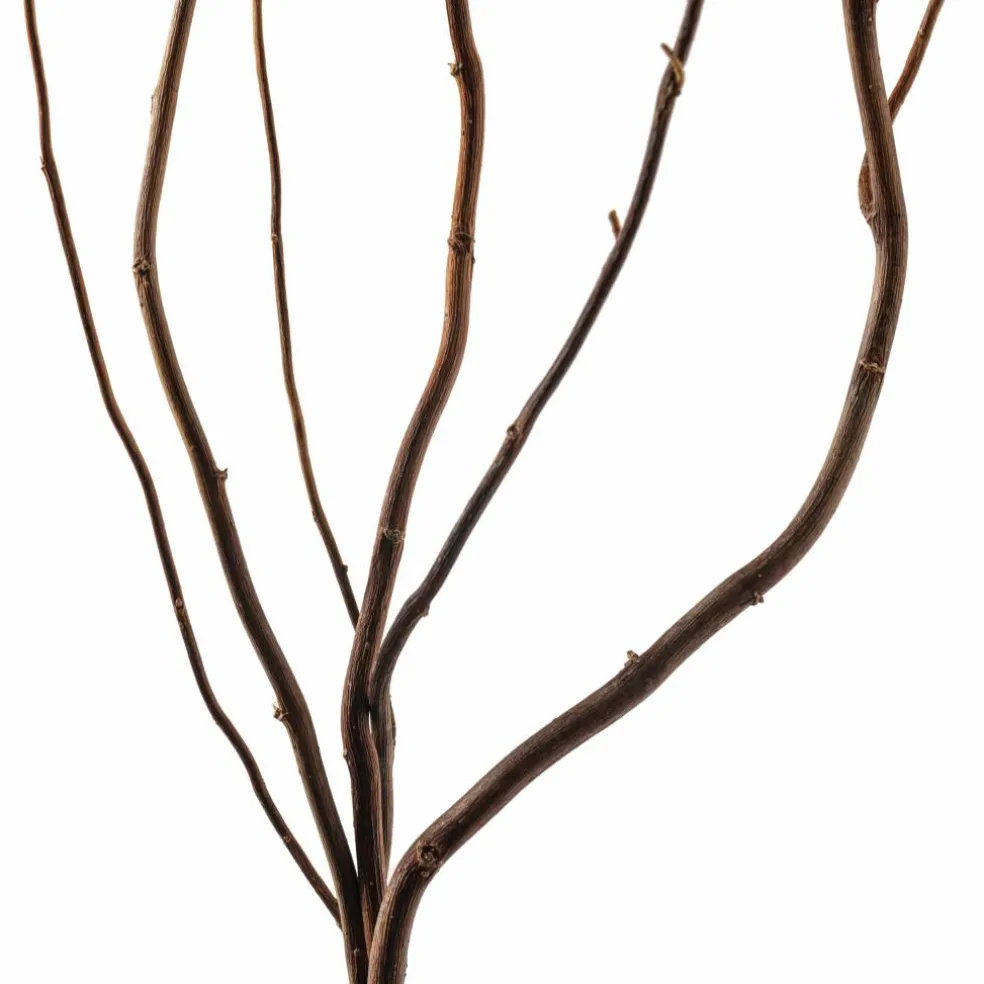 Natural Curly Willow by Ashland®