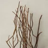 Natural Tall Curly Willow by Ashland®