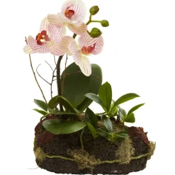 10" Orchid Island Arrangement, 2ct.