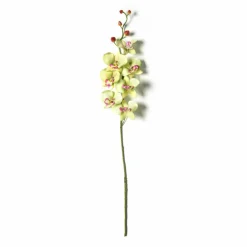 Orchid Spray by Ashland®