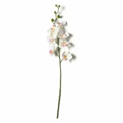 Orchid Spray by Ashland®