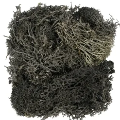 1.7oz. Halloween Moss by Ashland®
