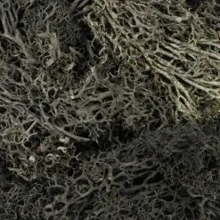 1.7oz. Halloween Moss by Ashland®