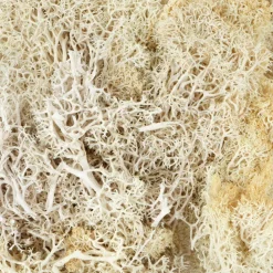 1.7oz. Moss by Ashland
