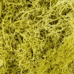 1.7oz. Moss by Ashland