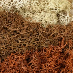 1.7oz. Moss by Ashland