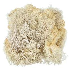 1.7oz. Moss by Ashland