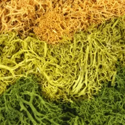 1.7oz. Moss by Ashland