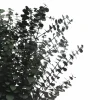 10 Pack: Dark Green Dried Eucalyptus Bundle by Ashland®