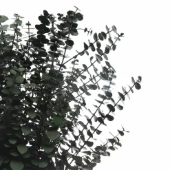 10 Pack: Dark Green Dried Eucalyptus Bundle by Ashland®