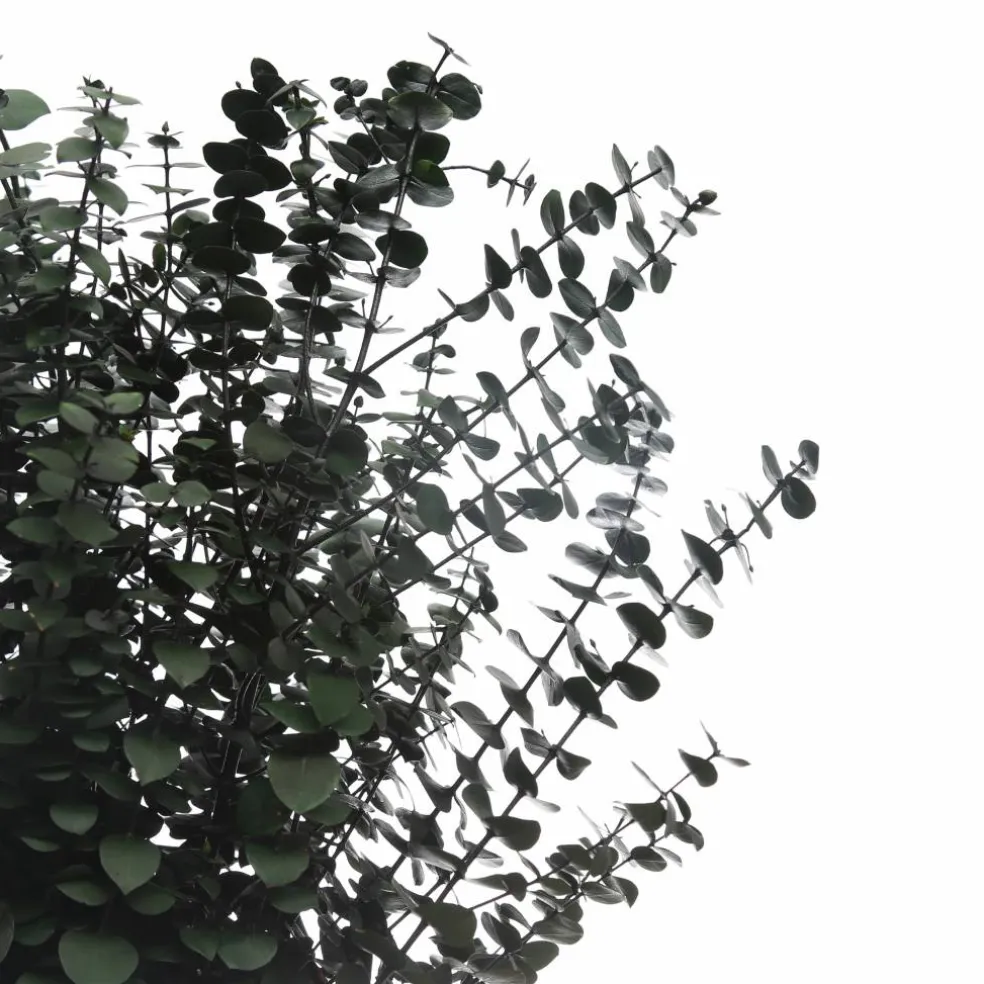 10 Pack: Dark Green Dried Eucalyptus Bundle by Ashland®