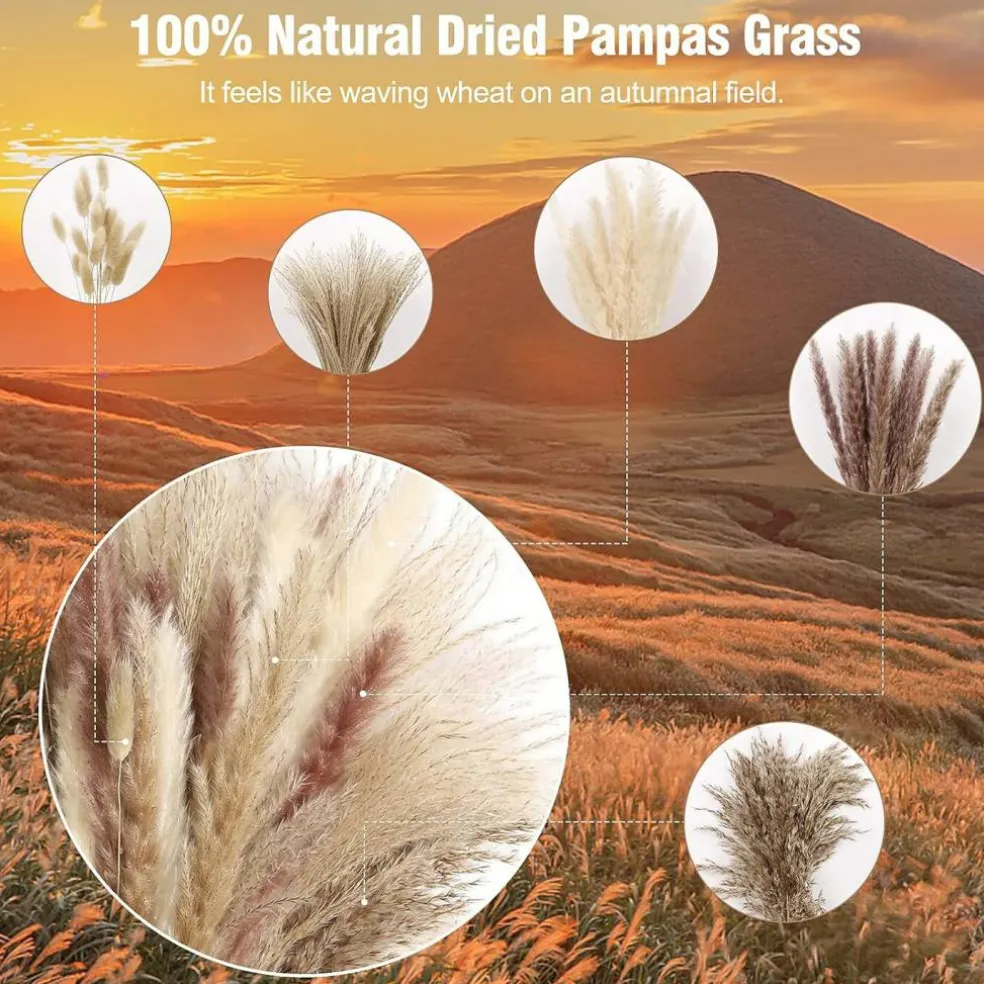 75-Pack Dried Fall Pampas Grass – White & Brown Pampas, Bunny Tail, Reed, Fluffy Dried Flowers for Home, Wedding, Table, Vase, Boho & Modern Decor