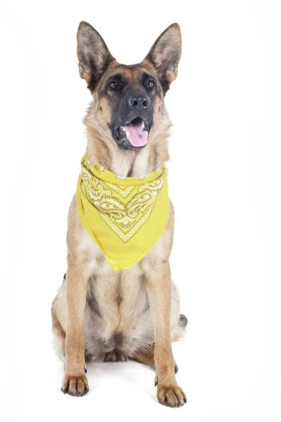 5 Pack Paisley Polyester Pets Dogs Bandana Triangle Shape - Oversized