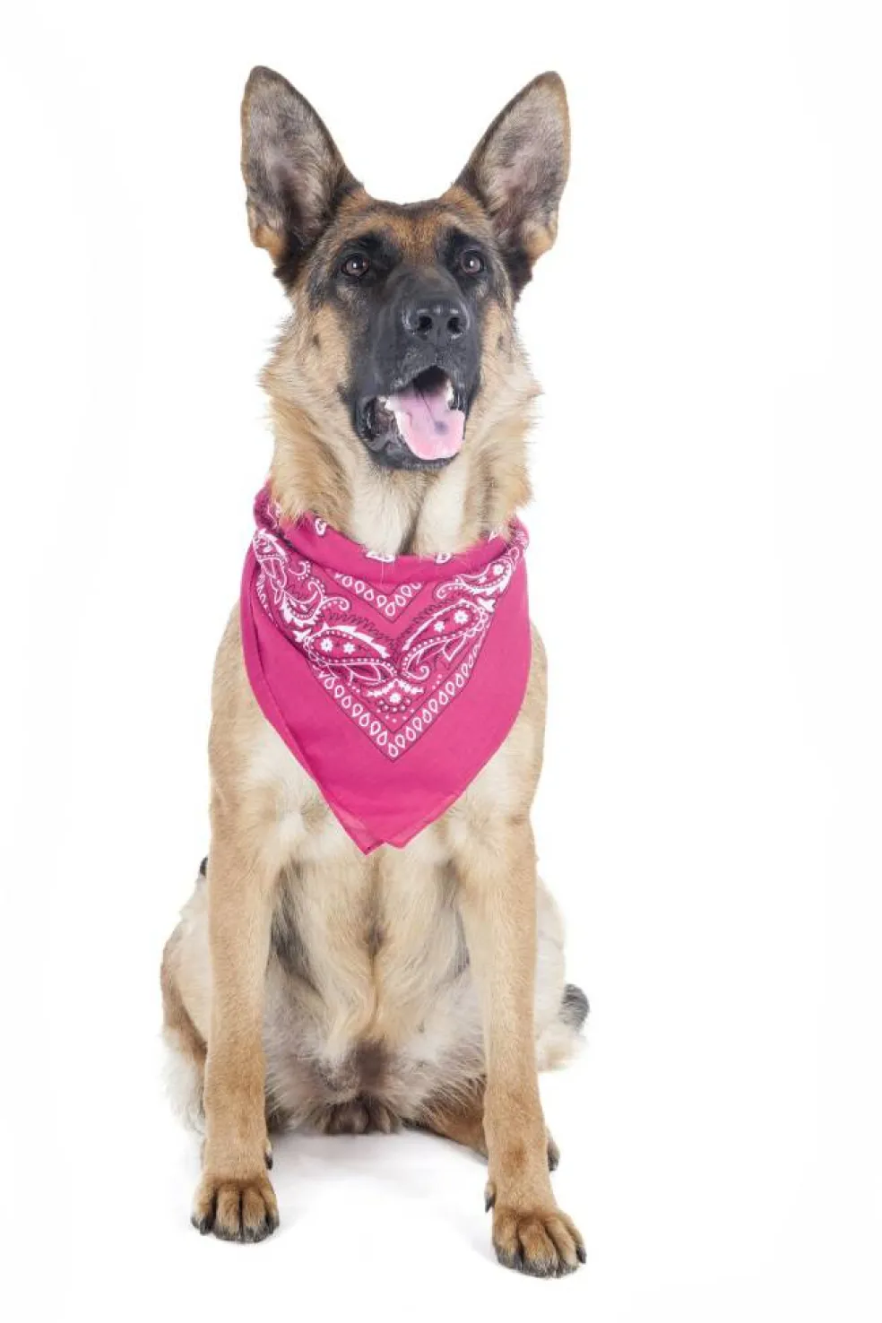 5 Pack Paisley Polyester Pets Dogs Bandana Triangle Shape - Oversized