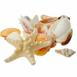 12 Pack: U.S. Shell Craft Shells