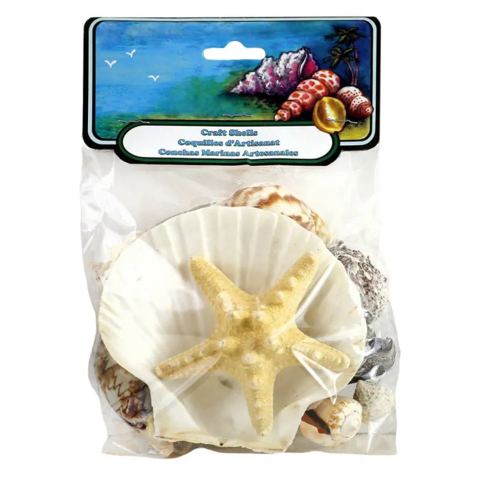 12 Pack: U.S. Shell Craft Shells