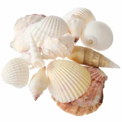 12 Pack: U.S. Shell Light Shell Mix with Starfish Gift Pack
