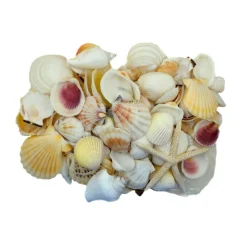 12 Pack: U.S. Shell Light Shell Mix with Starfish Gift Pack