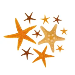 12 Pack: U.S. Shell Starfish Mix