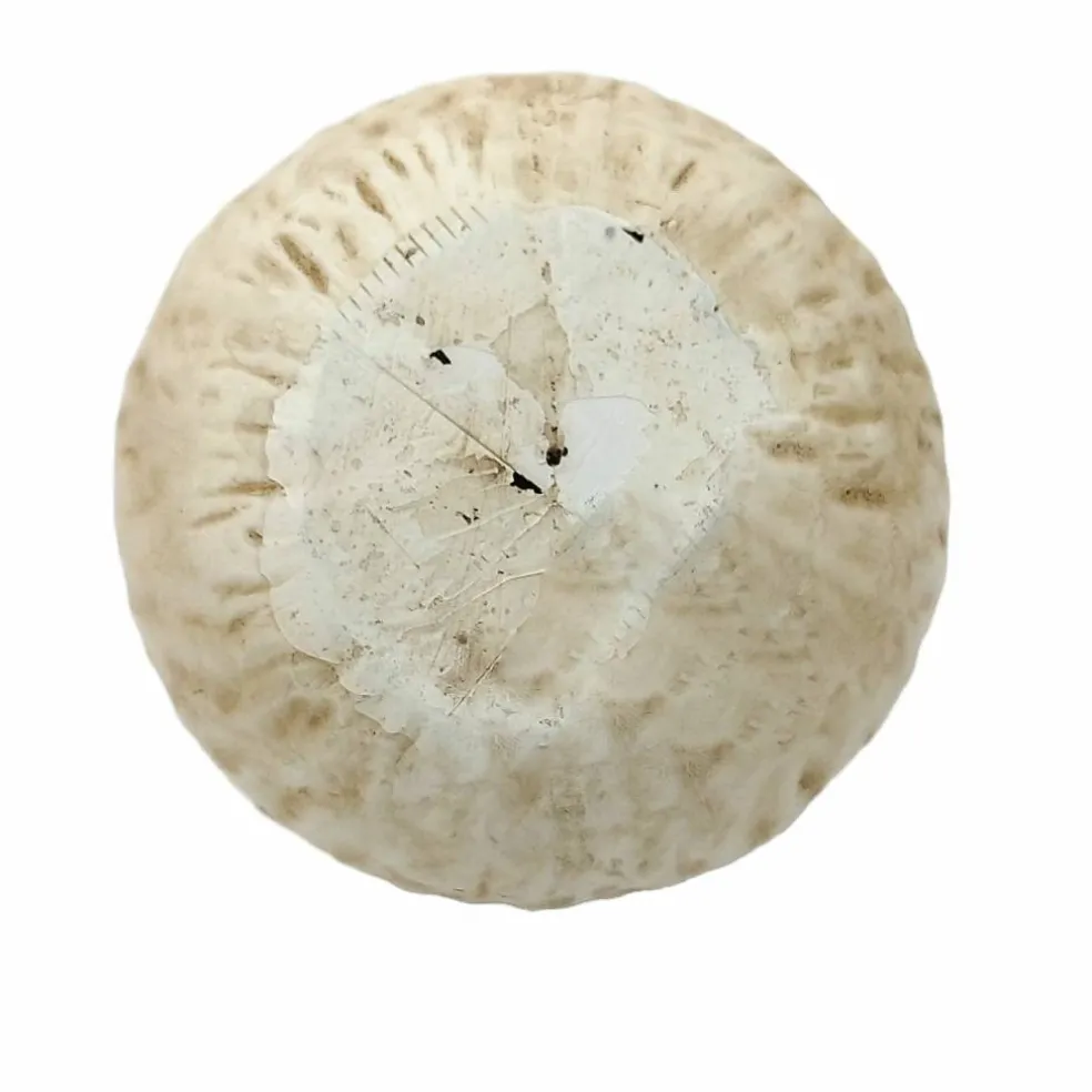 6.5" Paper Mache Pumpkin Tabletop Décor by Ashland®