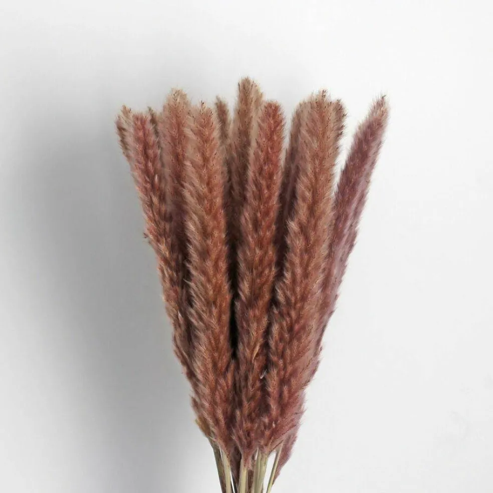 45PCS 24 inches Natural Dried Pampas