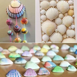 48 PCS Natural White Scallop Seashells for Crafts – 1.5–2 Inch Beach Seashells for DIY Projects, Wedding Decor, Vase Fillers, Fish Tank Decorations & Coastal Party Supplies