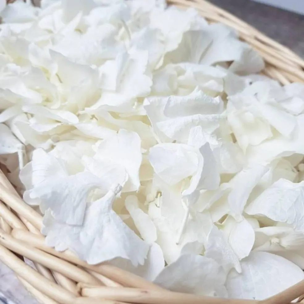 1500Pcs Real Dried Ivory White Hydrangea Flower Petals