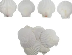 15 Pcs Sea Shells (3.1-3.5inch) White Large Scallop Shells for Baking Cooking, Big Natural Clam Seashells for DIY Crafts Seashell Beach Decorating for Home Decor