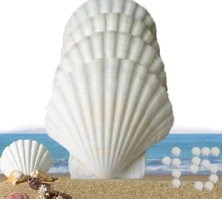 15 Pcs Sea Shells (3.1-3.5inch) White Large Scallop Shells for Baking Cooking, Big Natural Clam Seashells for DIY Crafts Seashell Beach Decorating for Home Decor