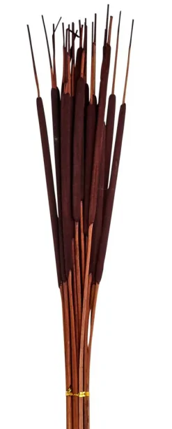 26" Pencil Bullrush Cattails, 75ct.