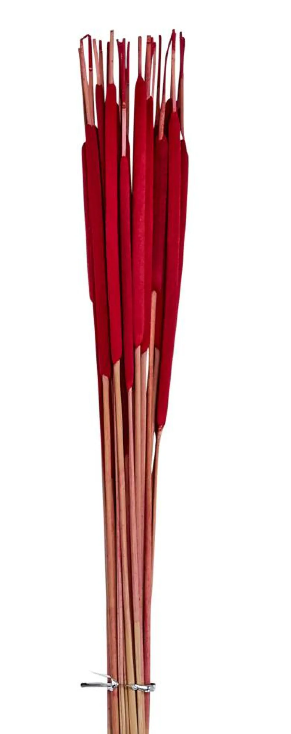 26" Pencil Bullrush Cattails, 75ct.