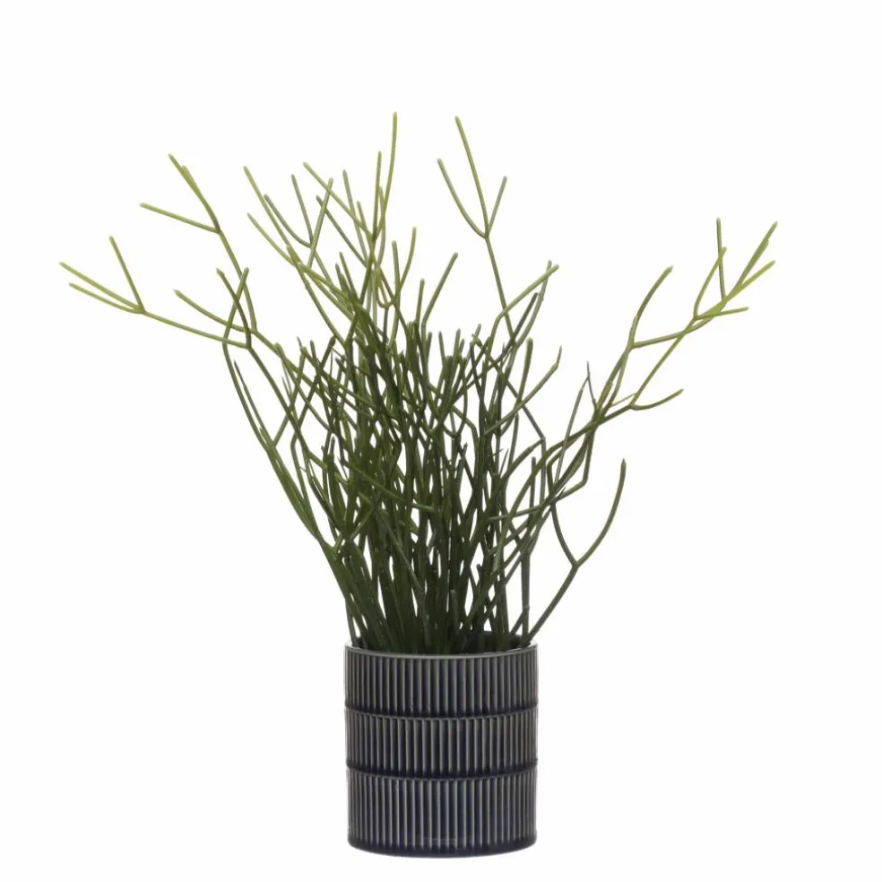 13" Pencil Cactus in Blue Ceramic Pot by Ashland®