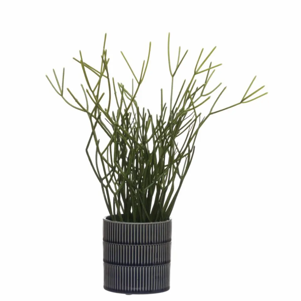 13" Pencil Cactus in Blue Ceramic Pot by Ashland®