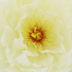 7.5" Peony Floral Accent by Ashland®