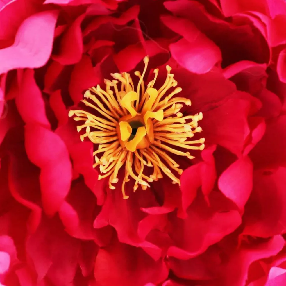 7.5" Peony Floral Accent by Ashland®