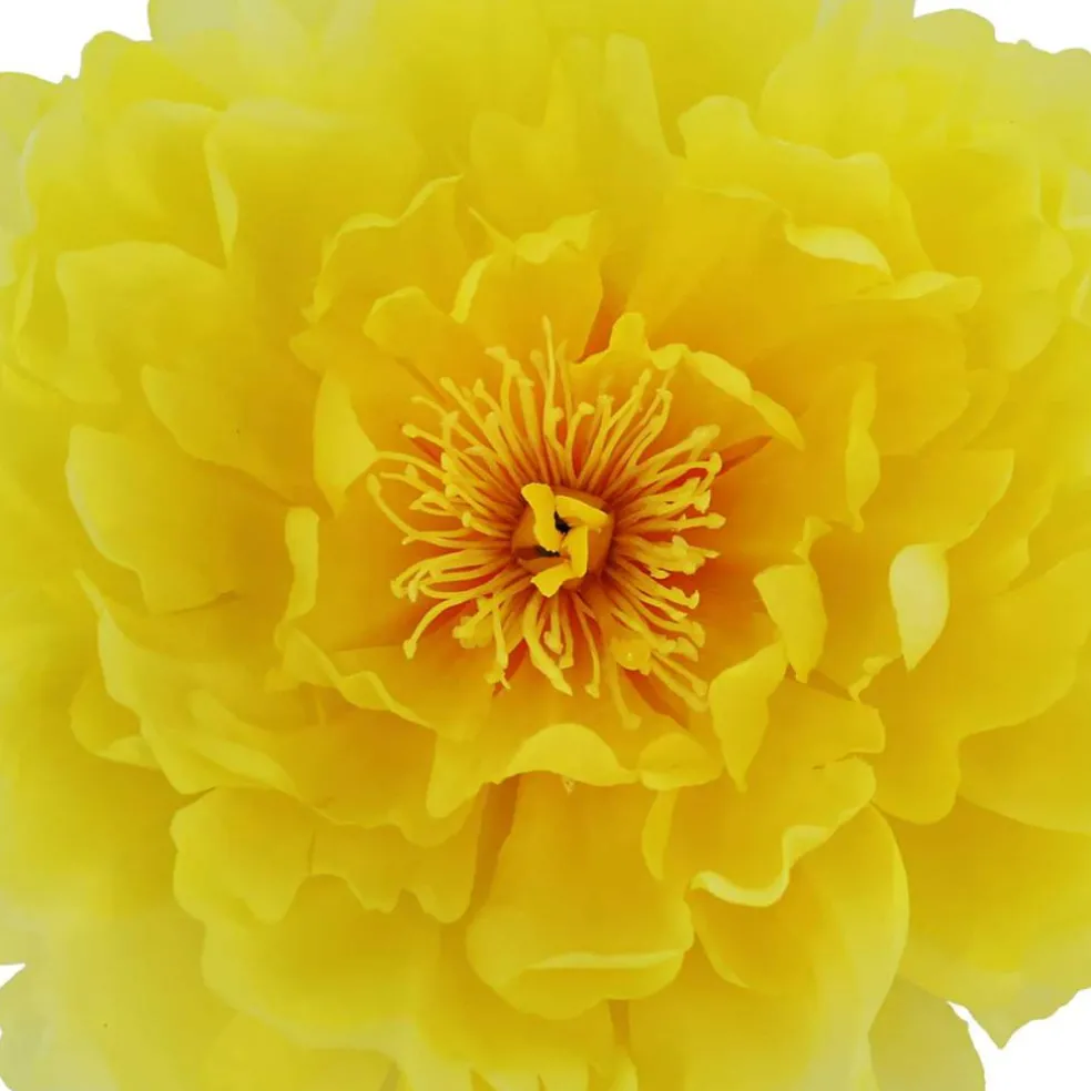 7.5" Peony Floral Accent by Ashland®