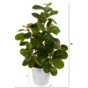 16" Peperomia Plant in Decorative Planter