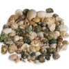 Pepperell 2.5lb. Natural Sea Shell Assortment