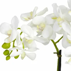 15" Phalaenopsis Arrangement in White Bowl Vase